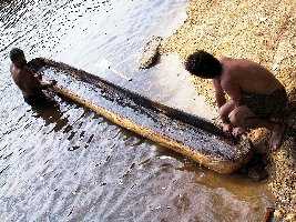 Pirogue des EYZIES sur la Vzre. Cl. GRAS.