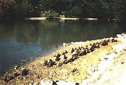 Ile Cartier - alignement de pieux - Cl. O. BAUCHET.